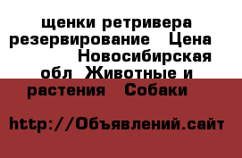 щенки ретривера резервирование › Цена ­ 15 000 - Новосибирская обл. Животные и растения » Собаки   